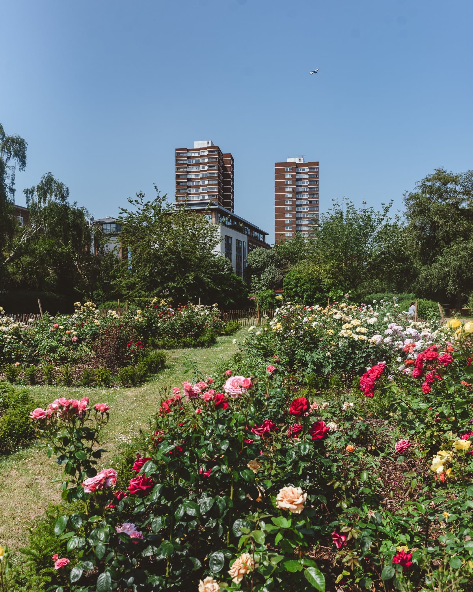 A rose garden in full bloom with tower blocks rising behind it.